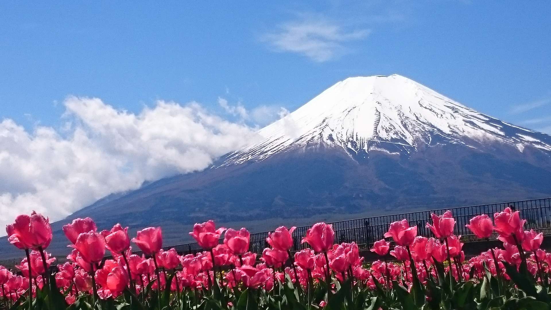 富士山の日